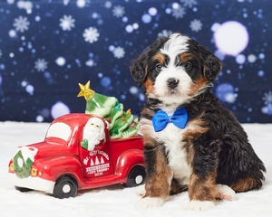 Lonny Mini Bernadoodle